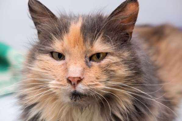 Спокойная Янтария мечтает о тихом домашнем счастье в Москве