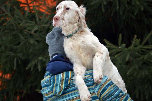 Английский сеттер щенки из элитного питомника в Москве фото 192
