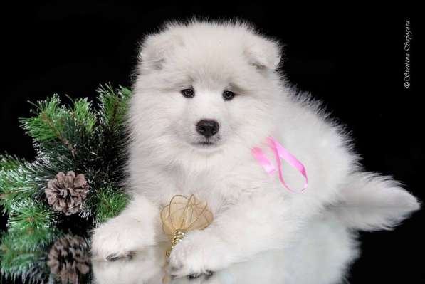 Самоеда (самоедская собака) щенки продаются в Москве