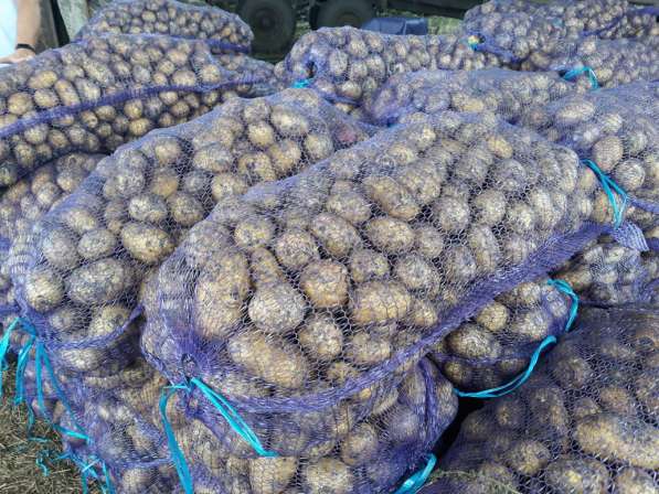 Картофель Гала в Кемерово, свежий урожай