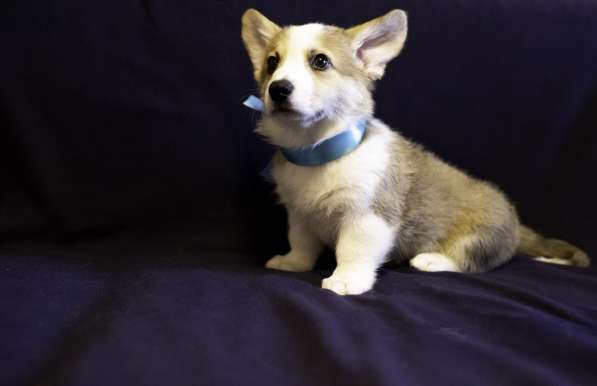 Щенки Вельш Корги Пемброк в Москве фото 9