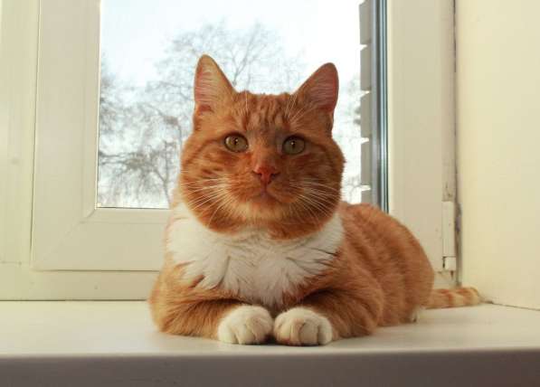 Рыжий богатырь Добрыня - добрый кот в добрые руки