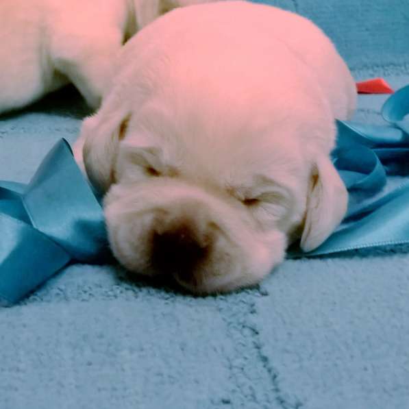 Очень красивые щенки лабрадорар в Иркутске фото 18