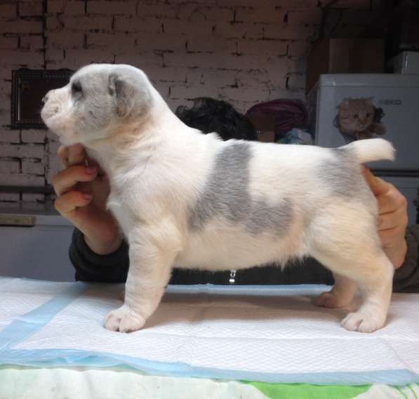 Щенки среднеазиатской овчарки-алабая в Крымске фото 9