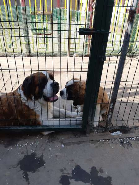 Щенки сенбернара в фото 68