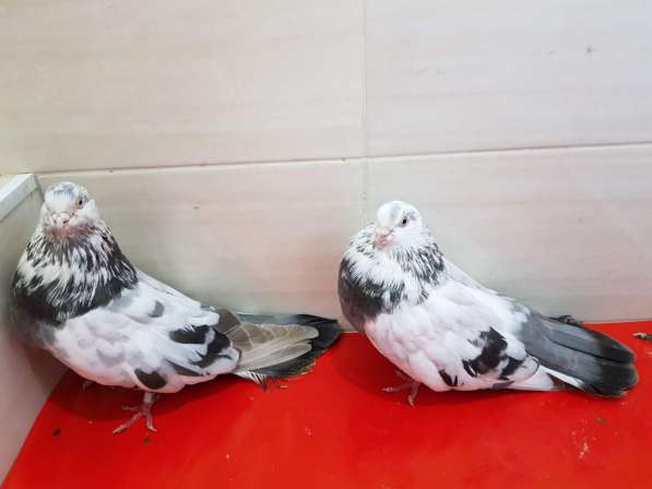 Продам голубей порода Ростовские Статные в фото 6