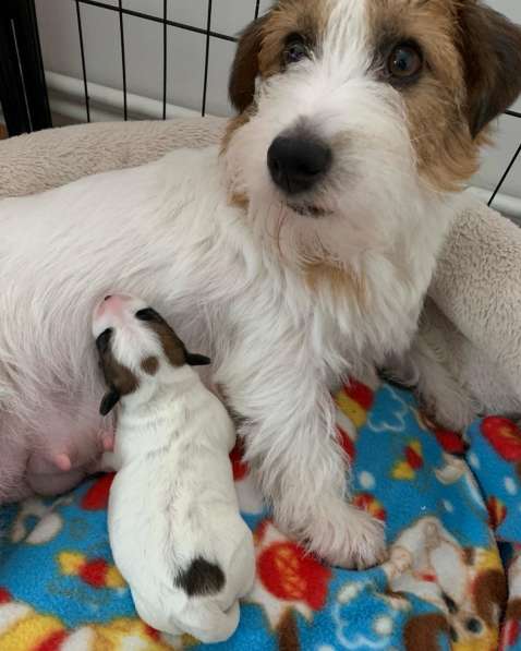 Щенки Джек Расселл Терьера FCI в фото 6