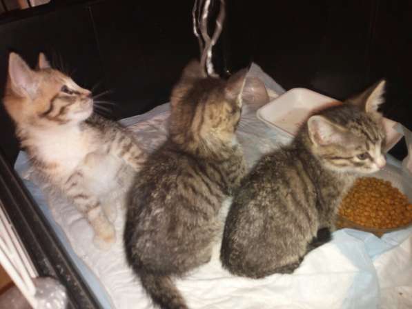 Две чудных девчушки ищут дом!!! в Дзержинском фото 5