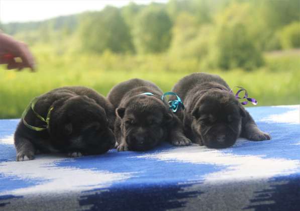Клубные щенки ВЕО в Москве фото 3