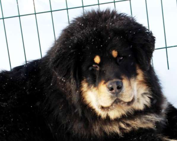 Тибетский мастиф - лучший страж на территории в Москве фото 109