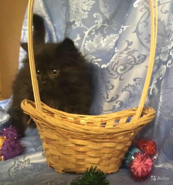 Черный сибирский в Санкт-Петербурге фото 6