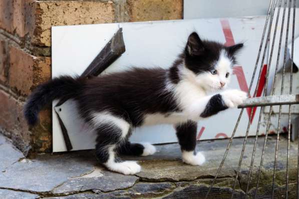 Отдадим очаровательных черно-белых котят в Таганроге фото 7