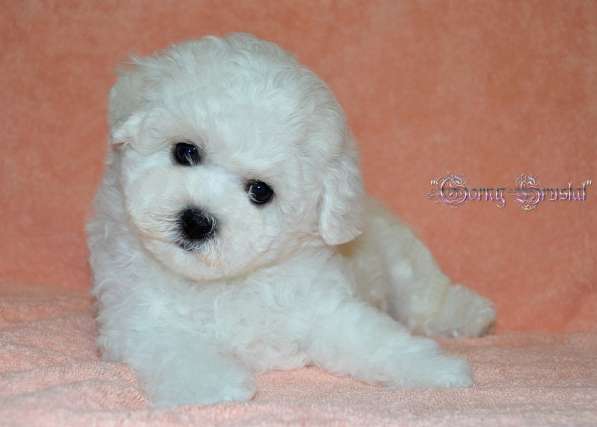 Шикарные щенки, девочки, Бишон Фризе
