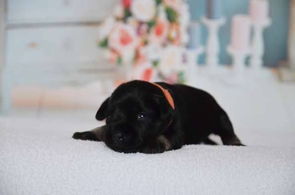 Шикарные щенки цвергшнауцера окраса черный с серебром в фото 29