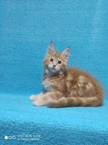 Котики мей-кун из питомника в Владимире фото 23