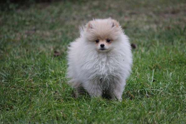 Pomeranian / FCI / Puppy / Pedigree в 