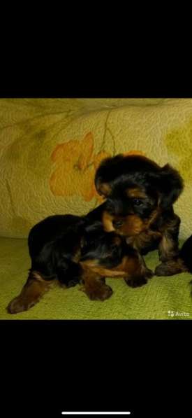 Вязка мини Йорк в Санкт-Петербурге фото 22