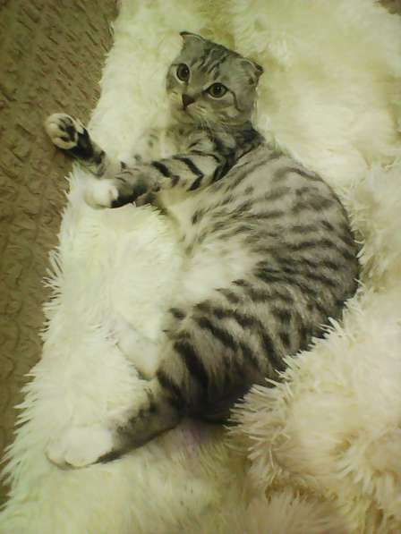 Без кота и жизнь не та! в Липецке фото 6