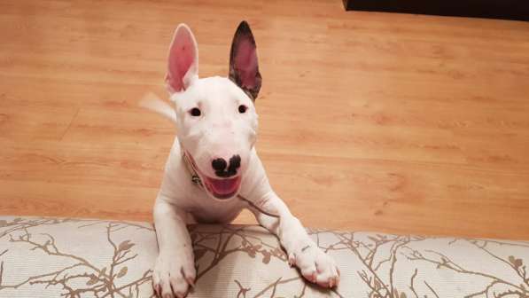 Щенок стандартного бультерьера в Екатеринбурге фото 9