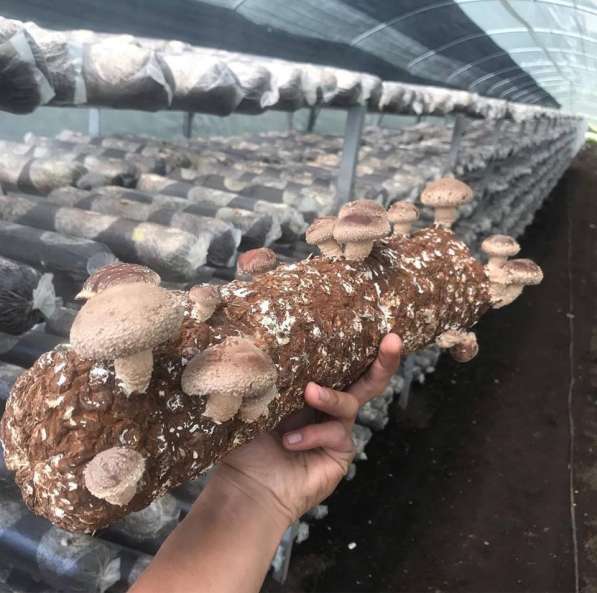 Мицелий грибов, субстраты (грибные блоки), культуры грибов в Воронеже фото 12