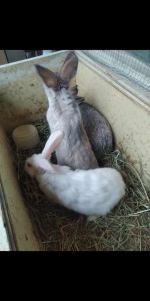 Крольчата в Туле фото 3