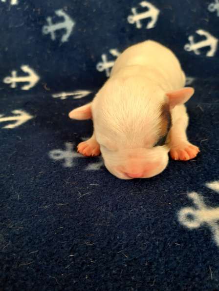 Милые мальчики и девочки Амстаффа резерв ркф в Москве фото 42