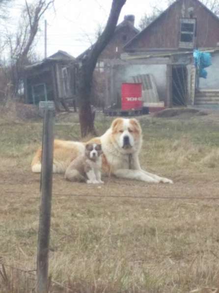 Продаются щенки алабая в фото 12