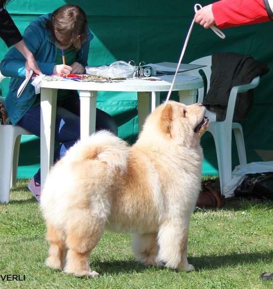 Щенки Чау-чау в Москве фото 13