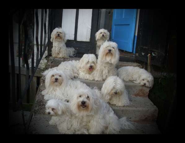 Котон-де-Тулеар щенок 7 мес в фото 10