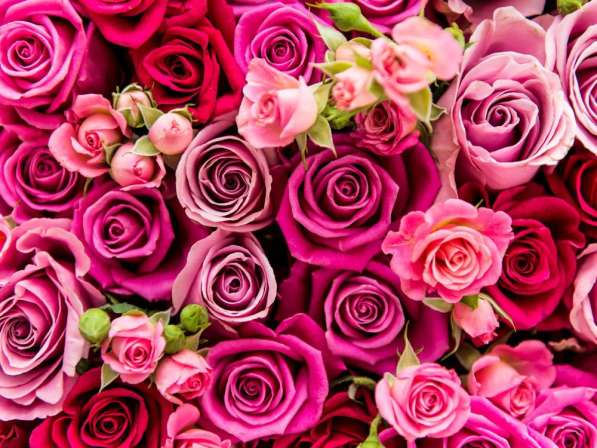 Розы из Эквадора по самым низким ценам в России в Москве фото 10