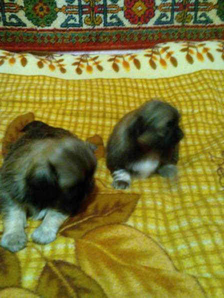 Продаётся пекинес в фото 3