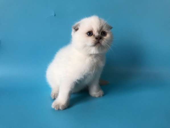 Мальчики колор поинт scottish fold в фото 6