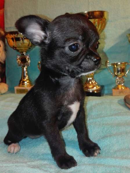 Щенок Чихуахуа ШОУ класса
