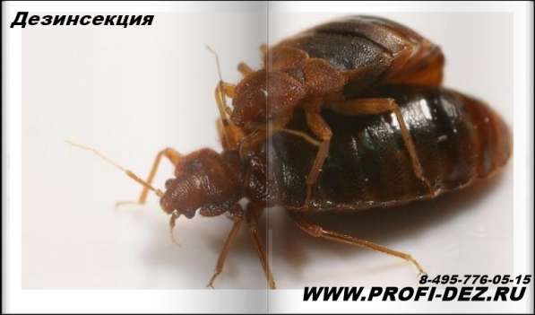 Уничтожение клопов, тараканов, блох, клещей Профи-Дез в Ногинске фото 7