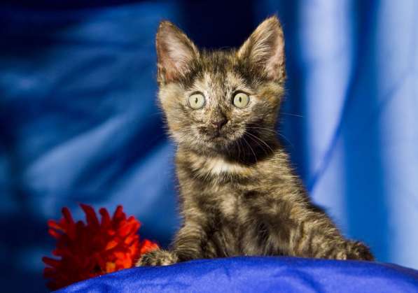 Ищут дом котята Альфа, Мышка и Рыжик в Москве фото 16