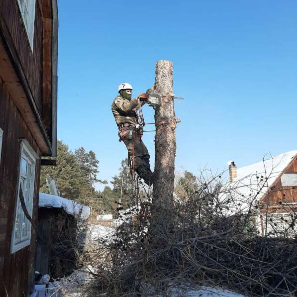 Спил деревьев