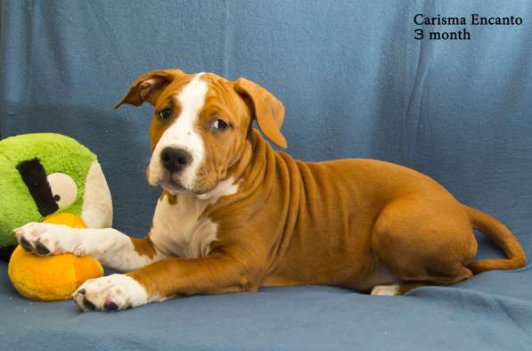 Щенки амстаффа в Санкт-Петербурге фото 9