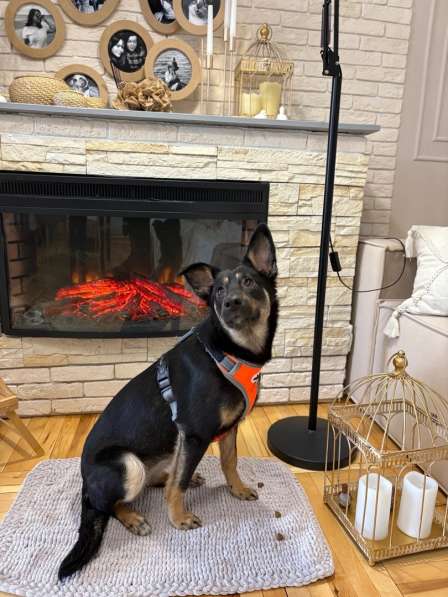 Маленькая лапочка ищет дом в Санкт-Петербурге фото 3