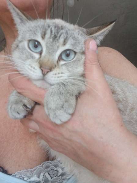 Неимоверная Адель в дар в