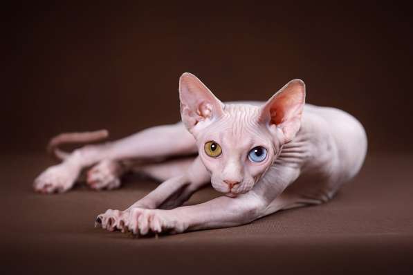 Питомник канадских сфинксов, эльфов, бамбино