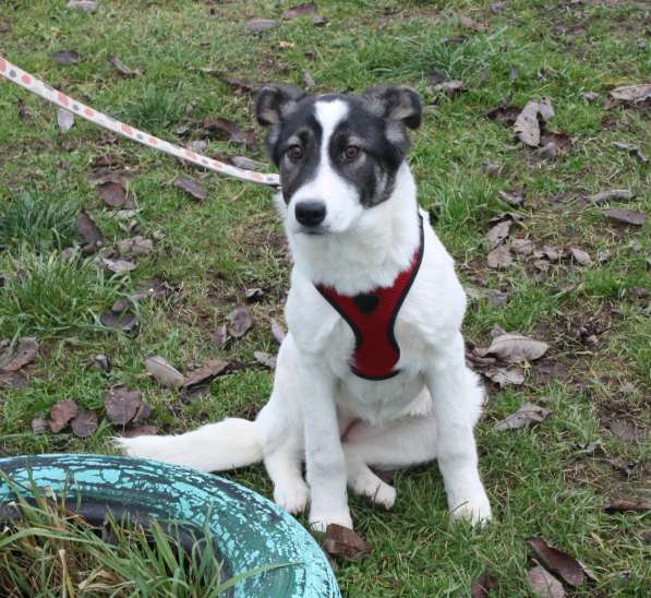 Ласковая малышка Панда в поисках своей семьи в Москве фото 8