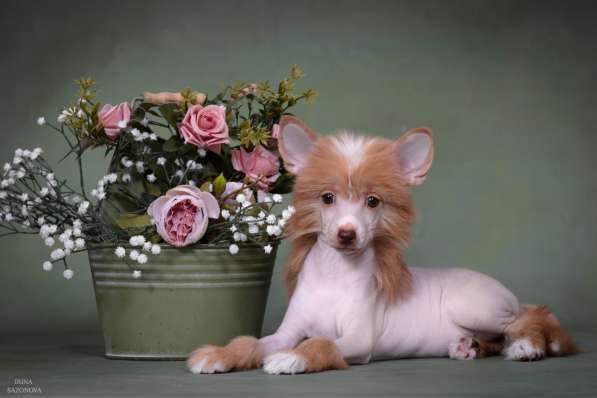 Голая девочка КХС в Москве фото 5