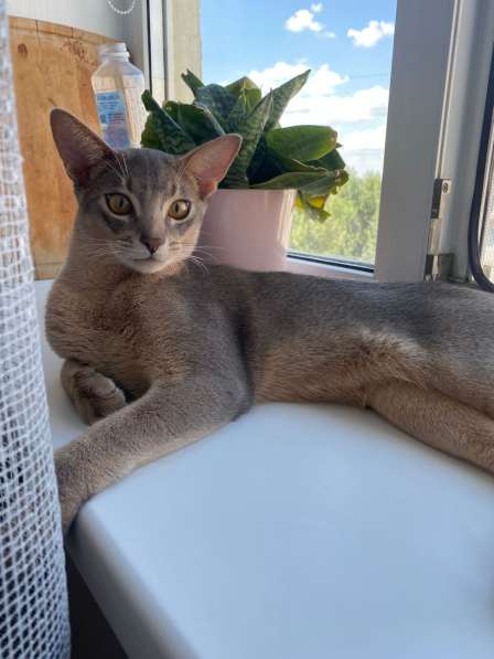 Абиссинский кот титулованный (в любимцы)