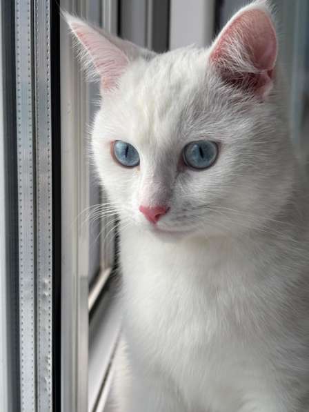 СРОЧНО ищу добрые руки для белоснежного котика в Сургуте фото 3