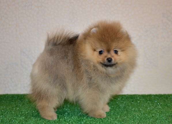 Pomeranian Pomeranian в фото 3