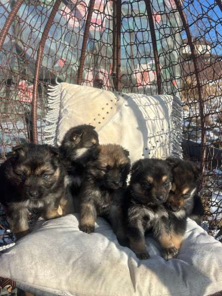 Животные собаки в Владивостоке фото 5