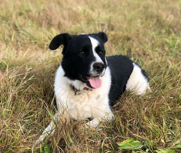 Белый Бим чёрное ухо в Москве фото 4