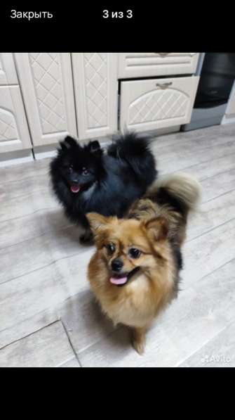 Продам щенков шпица в Иванове