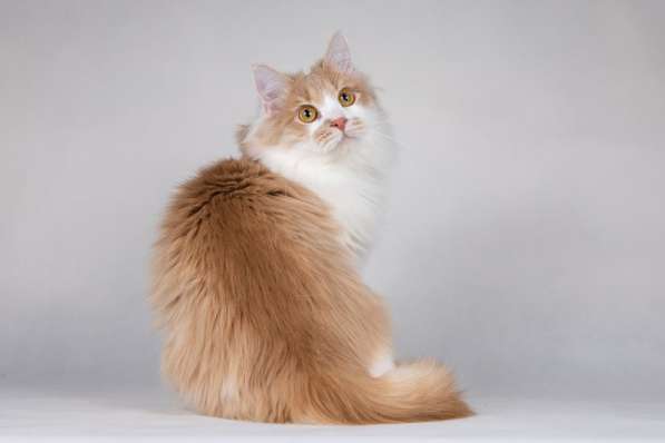 Пирожок - котик, который улыбается в Москве