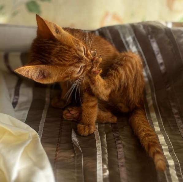 Котенок апельсиновый в 